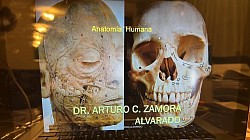 Diplomado Técnica Zamora , clases online